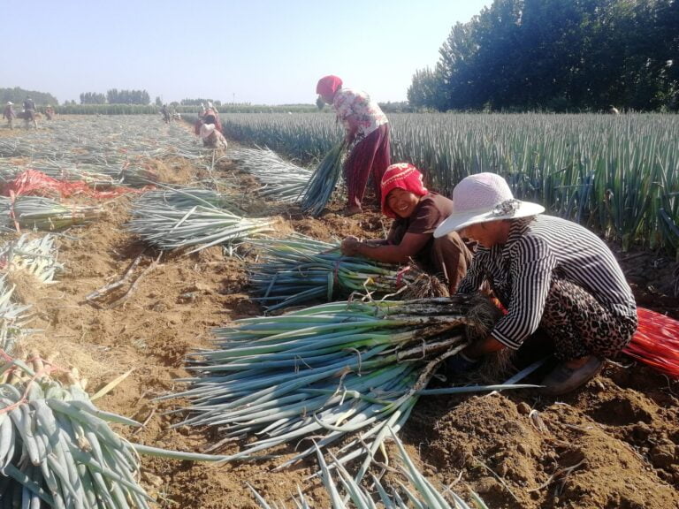 Cultive produtos agrícolas e crie “Uma Aldeia, Um Produto”