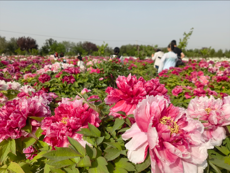 A Transformação de uma Única Flor à Cadeia de Indústria