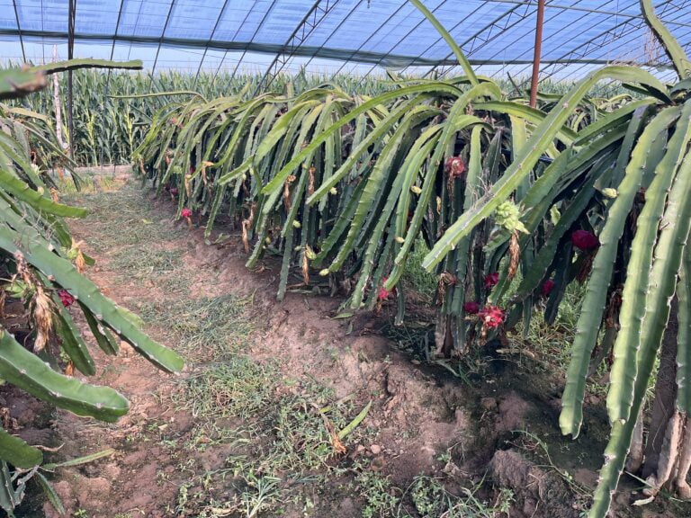 Pitaya vermelha de Dingtao