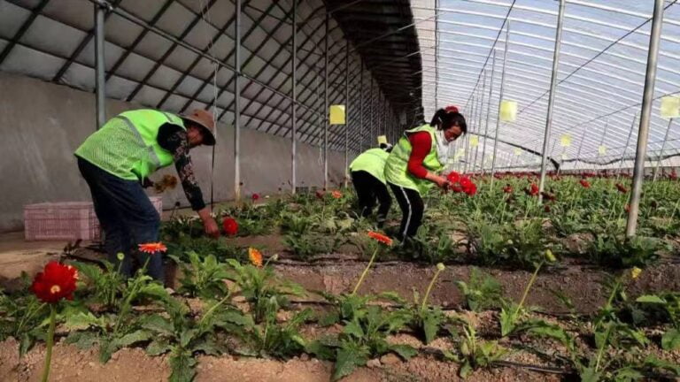 O novo caminho das flores impulsiona a revitalização rural