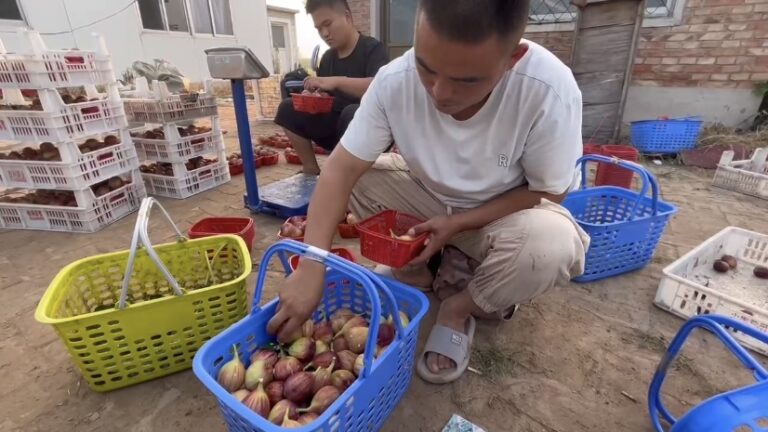 Figos produzindo frutos da riqueza