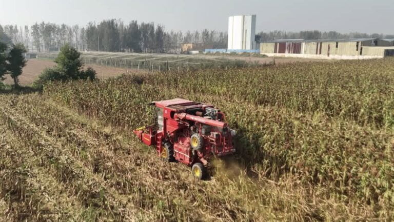 O sorgo colhido com sucesso, ampliam-se a renda da população