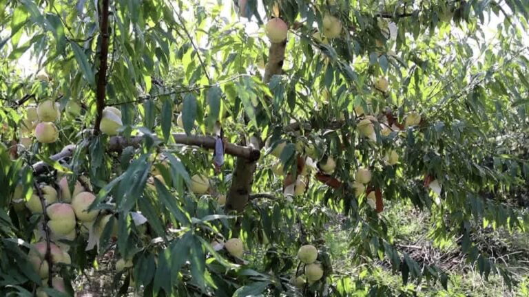 Pêssegos de inverno ricos em selênio têm colheita farta
