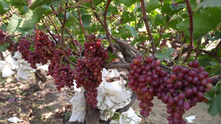 Pequenas uvas abrem um novo caminho para a riqueza
