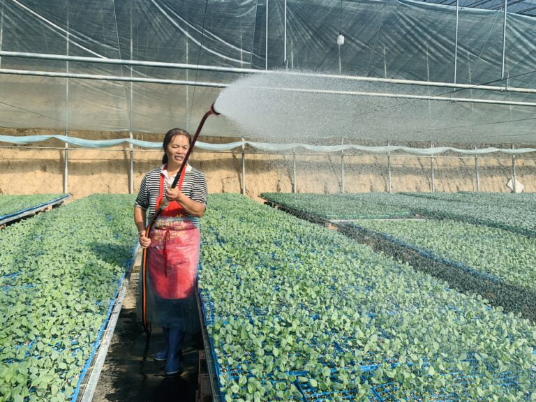Cultivo de frutas e vegetais  promovem aumento de renda local