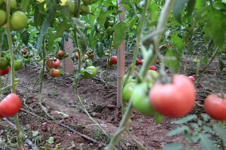Calor intenso nas estufas traz colheita abundante de vegetais de contra-estação