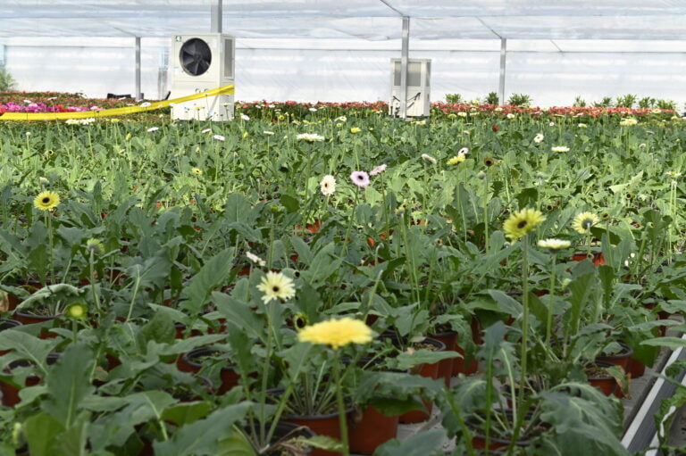 Economia da beleza, brilhantemente florescente