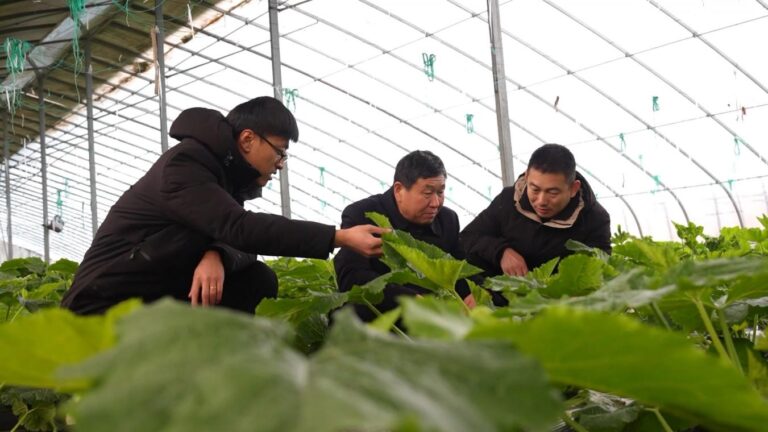 Recrutamento de Técnicos Agrícolas e Gestão de Estufas Durante Baixas Temperaturas e Neve
