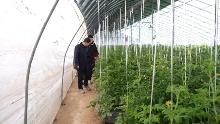 Especialistas em Tecnologia Agrícola Apoiam a Gestão de Estufas para Resistir a Ondas de Frio