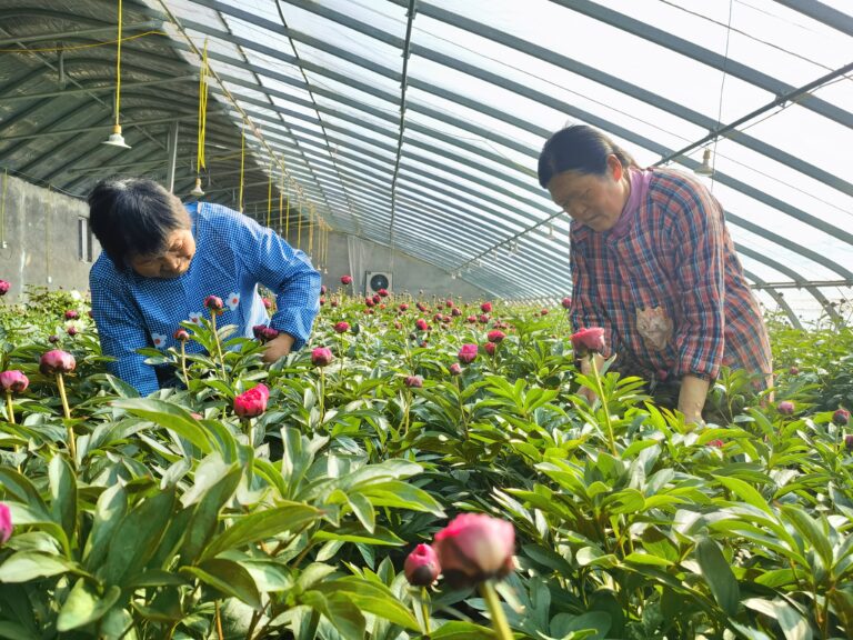 Correria na Colheita e Corte de Peônias Chinesas Frescas