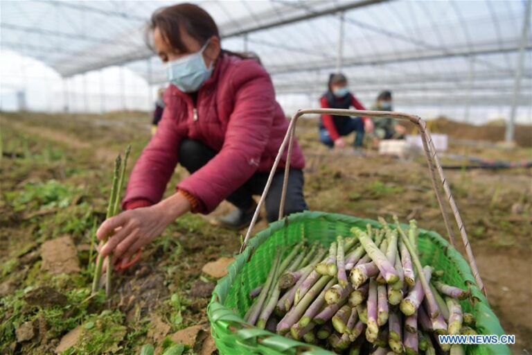 Cultivando Caminhos para a Riqueza com Estufas de Aspargos