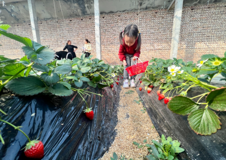 Um fruto vermelho, a primavera em todo o jardim