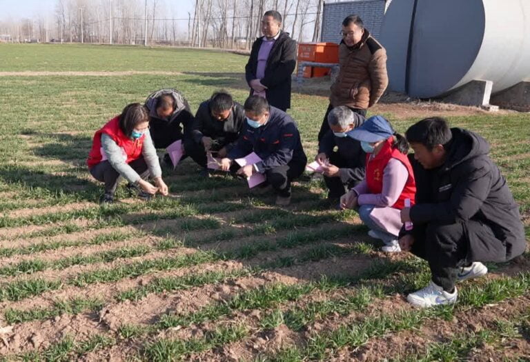 Não decepcionar a época agrícola, nem a primavera. É o momento certo para o manejo da primavera do trigo