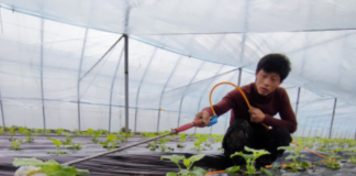 “Pequena cidade da melancia” em época de intensos trabalhos agrícolas