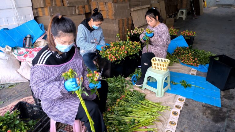 Flores cortadas frescas abrem caminho para a prosperidade
