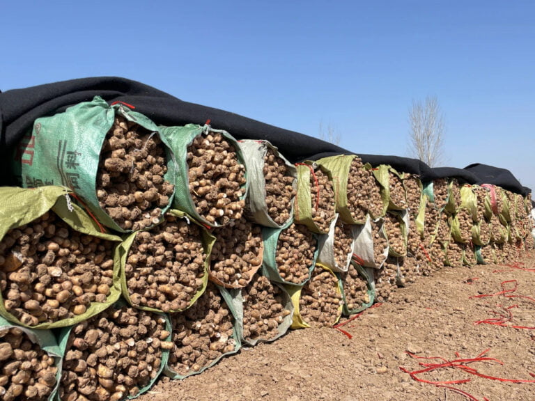 Cultivo especializado amplia caminhos para a prosperidade e revitalização rural