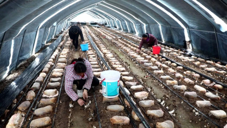 Cogumelos morchella chegam ao mercado e tocam a “melodia da colheita” da primavera