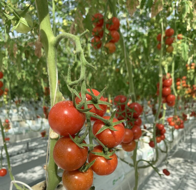 “Fazenda Ecológica+” Polindo o Fundo do Desenvolvimento da Agricultura Verde