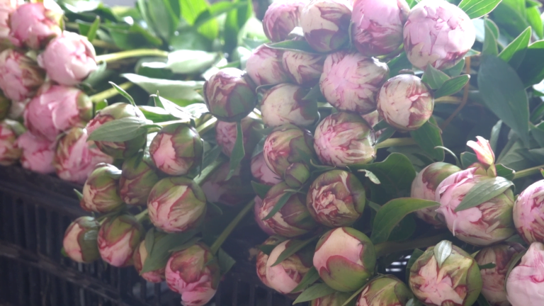 Peonia lactiflora floresce “flores de prosperidade”