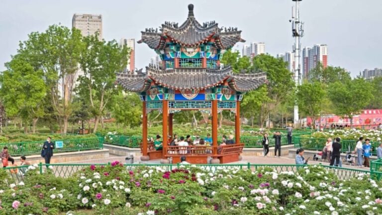 Peônias levam desenvolvimento econômico à cidade chinesa