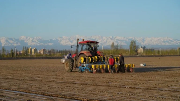 Profissionalismo e tecnologia para colheita de algodão em Xinjiang, maior produtor da China