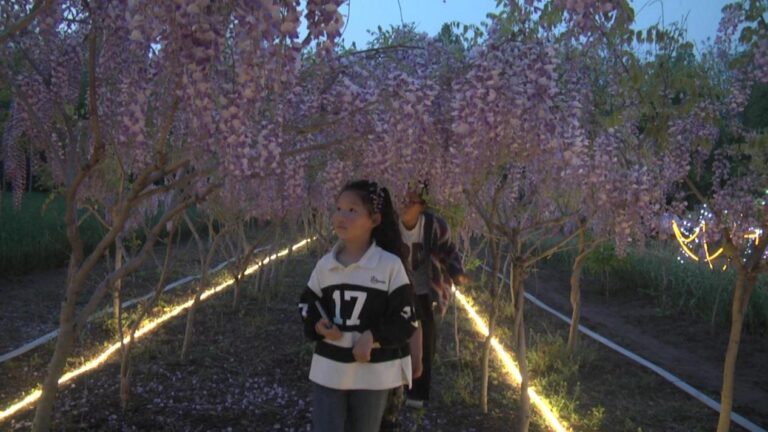Flores de Glicínia Florescem na “Economia da Beleza”
