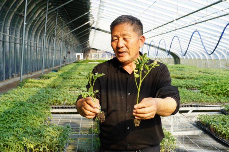 Sementes de tomate de Shanxian, Shandong, vão para o espaço