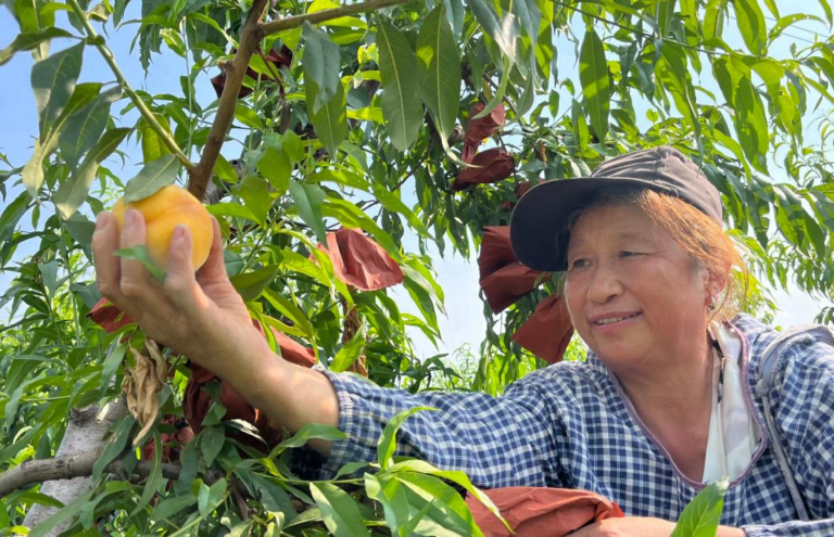 Pêssegos amarelos recebem uma colheita abundante e frutas são colhidas durante atividades agrícolas