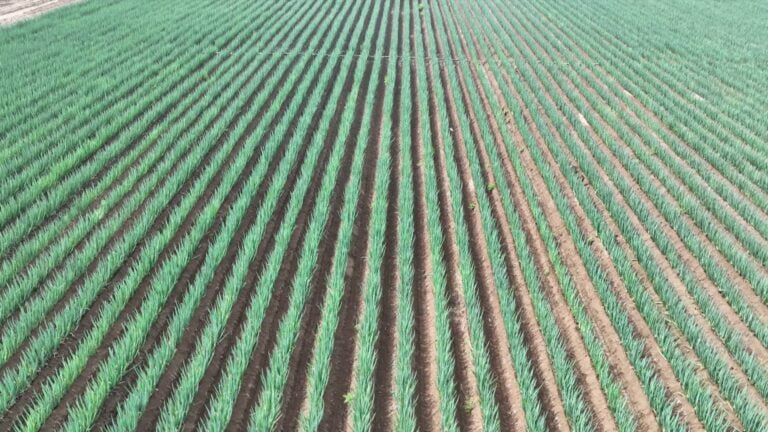 Cultivo Especializado Impulsiona Nova Vitalidade na Revitalização Rural