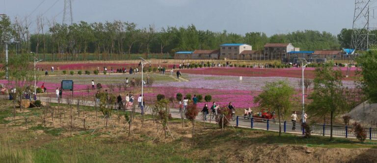 Novo Ponto de Interesse em Shanxian: Maravilhosa Exposição de Flores Shiba Sakura