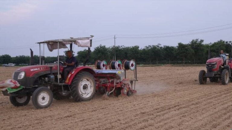 Cultivo Combinado de Soja e Milho: Ajudando os Agricultores a Alcançar “Duas Colheitas em Um Só Terreno”