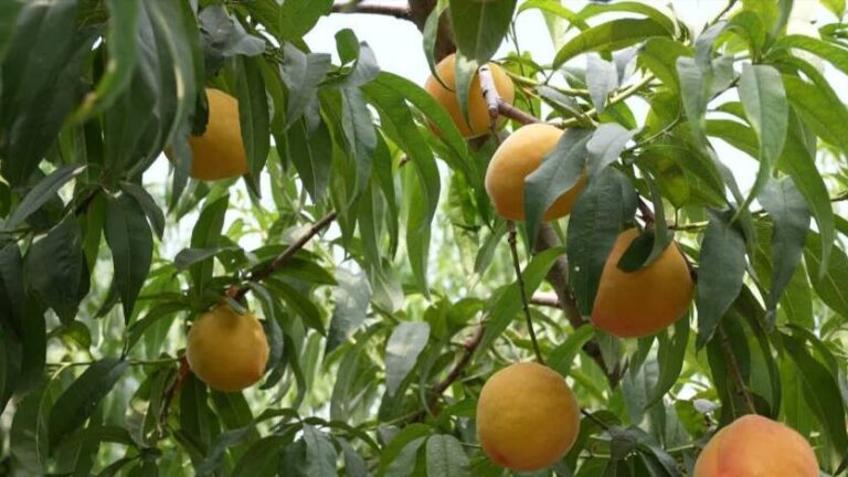 O Aroma Doce dos Pêssegos Amarelos Enche o Pomar: Colheita Antecipada Atraindo Visitantes