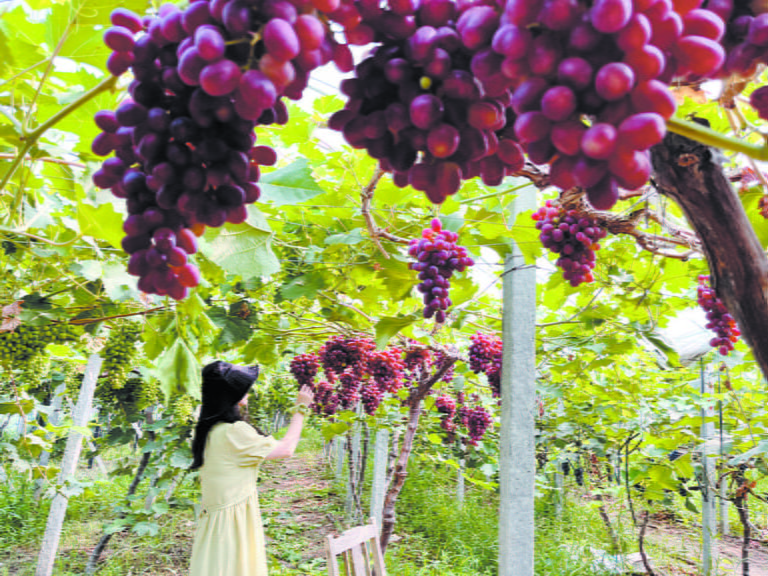 As Uvas Enriquecem a Aldeia de Dongtou