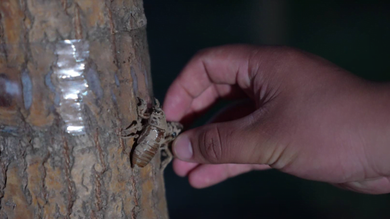Criação de Cigarras: Aumentando a Renda