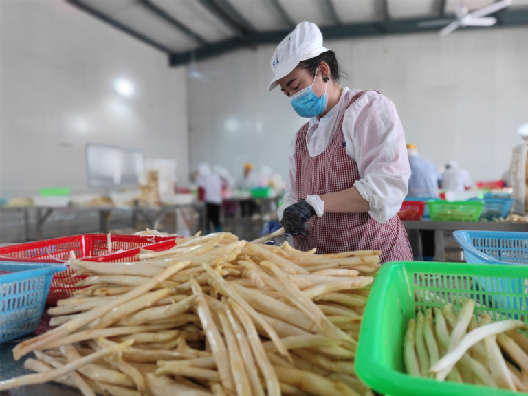 Processamento profundo da indústria de frutas e legumes forjando especialidade agrícola “cadeia dourada”