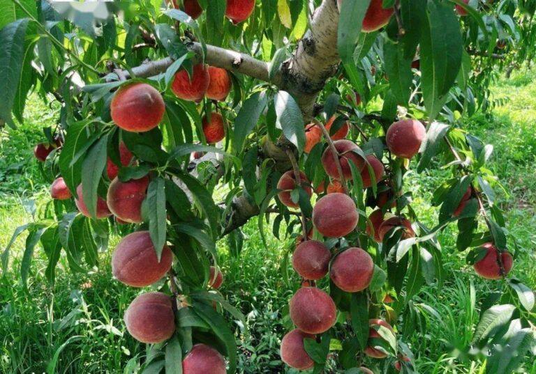 Heze Luxi Nova Área: Um grande número de pêssegos está no mercado, e os agricultores alcançaram uma colheita mais forte