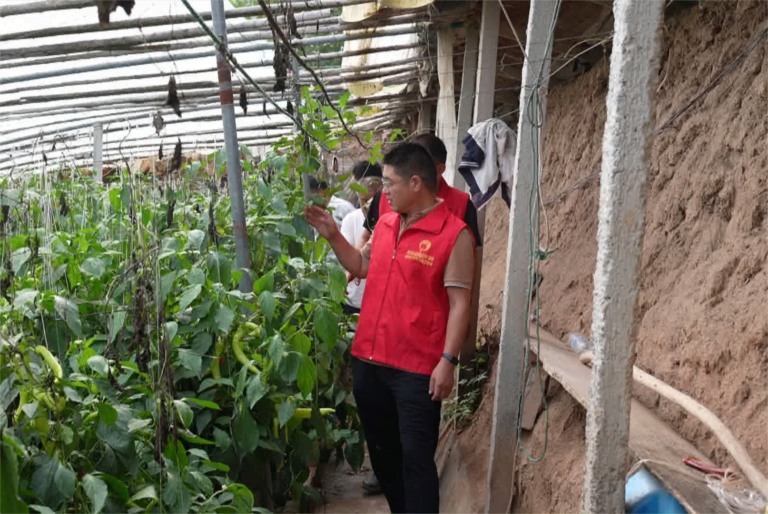 Especialistas Orientam Agricultores na Gestão de Estufas Após Chuvas Intensas