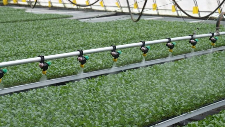 Intensa Atividade de Cultivo em Estufas Durante o Outono