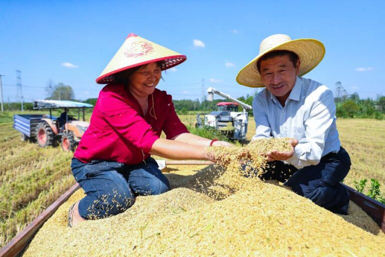 Vice-primeiro-ministro diz que a China está no caminho para colheita abundante de grãos