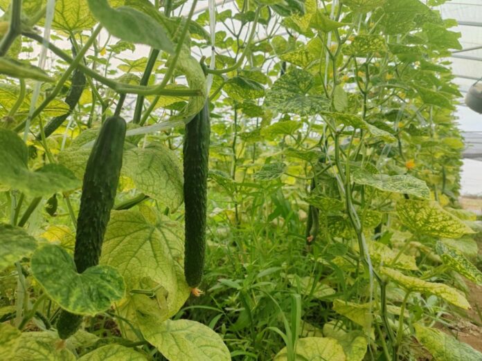 大棚黄瓜带来秋日丰收气息