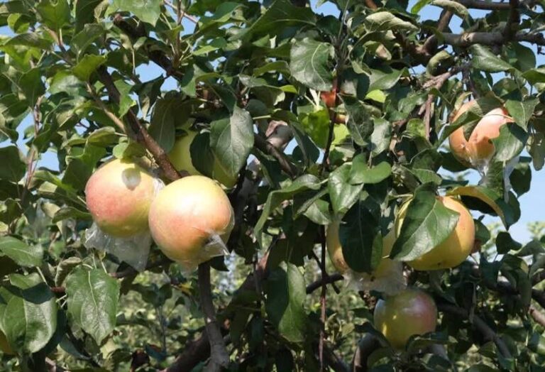 Maçãs Precoces Chegam ao Mercado: Agricultores Celebram a Temporada de Colheita