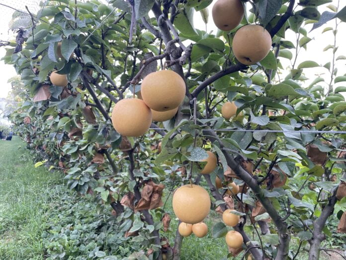 梨产业铺就幸福路 农旅融合助力乡村振兴