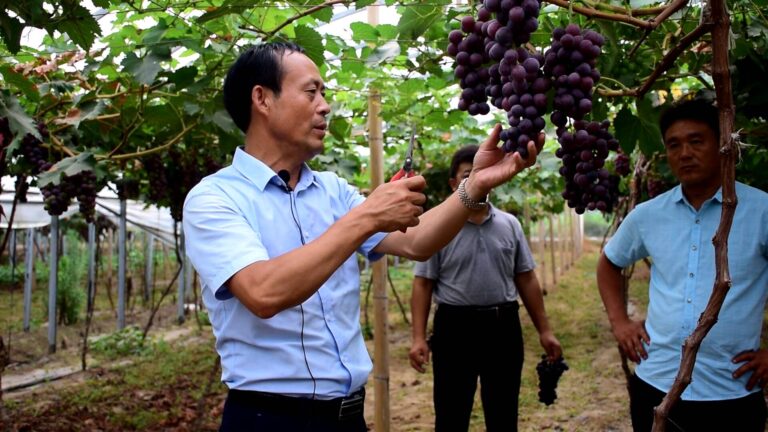 Vila de Licun, no Distrito de Mudan: A Agricultura Protegida Auxilia no Aumento da Renda