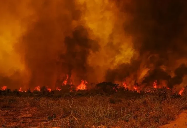 A urgência da proteção ao meio ambiente: um lembrete de que nosso compromisso não pode ser apenas discurso