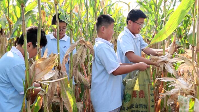 学生体验掰玉米 感受丰收喜悦