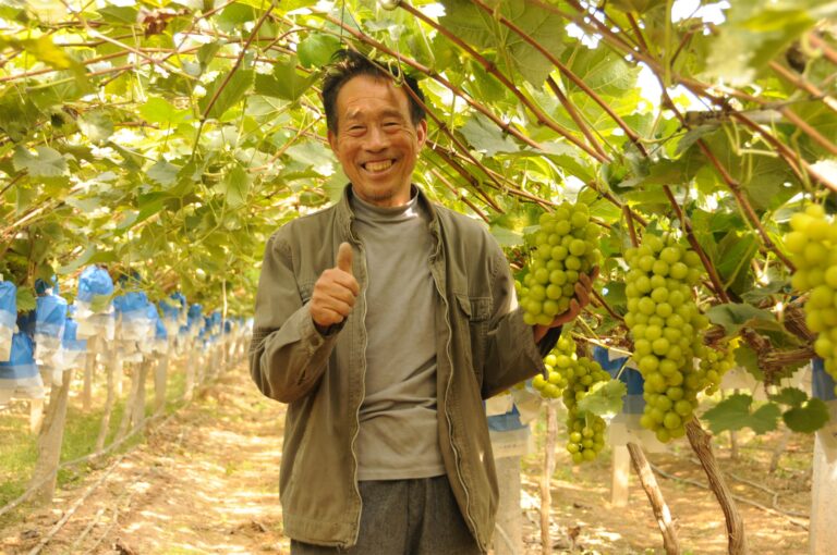 Gestão Científica e Alta Rentabilidade na Produção de Uvas