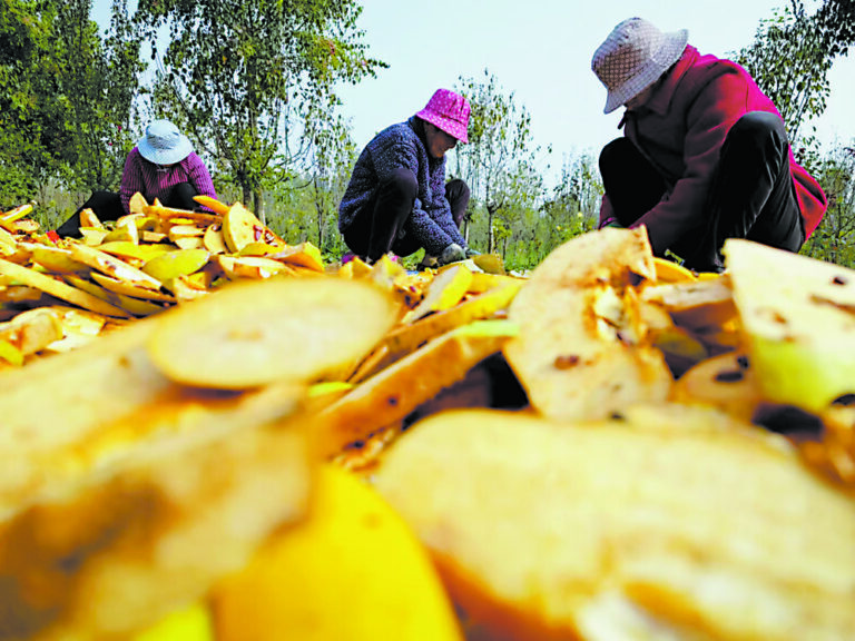 Milhares de mamoeiros exploram uma “nova fronteira” no mercado agrícola