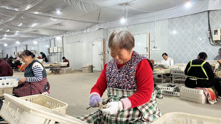 Cultivo de cogumelos comestíveis abre caminho para a prosperidade