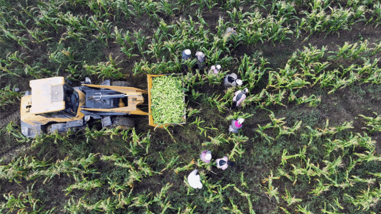A Vila de Gaozhuang, no Distrito de Mudan, Transforma o Cultivo de Milho com Ácido Fólico em Uma Grande Indústria de Destaque