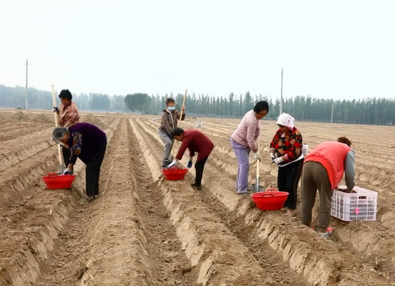 “Economia das Flores” traz prosperidade às comunidades rurais